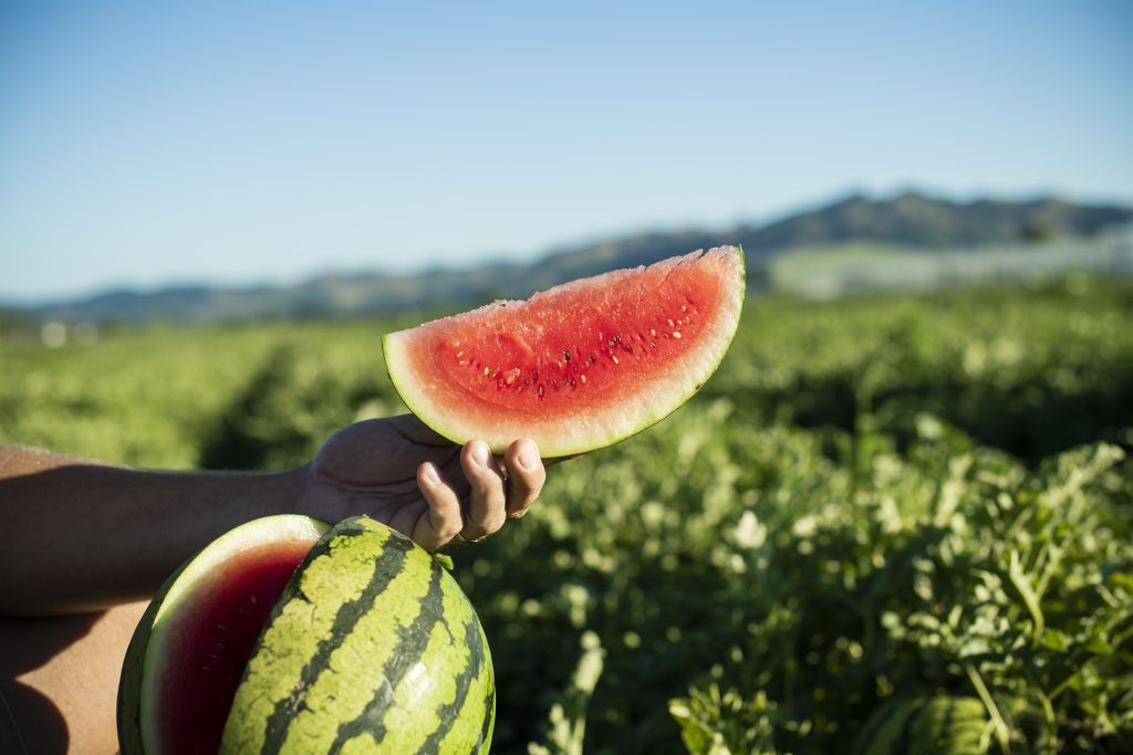 Guia Pragas e Doenças da Melancia