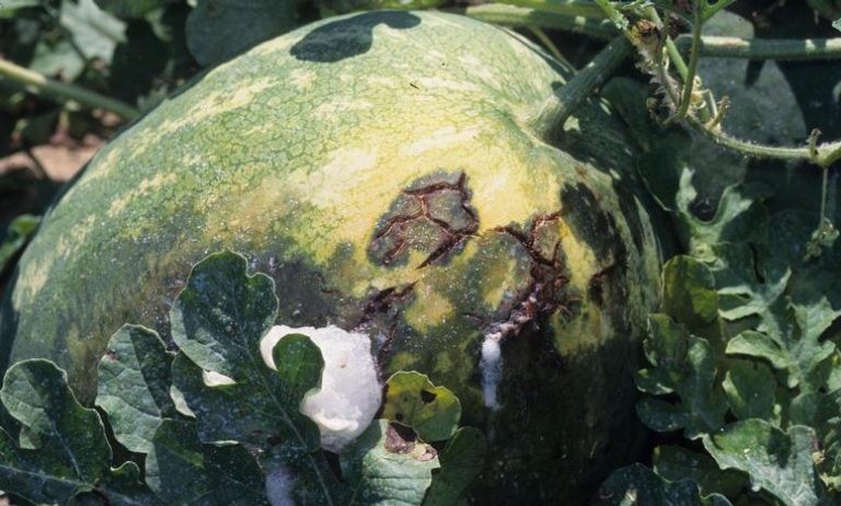 Exemplo de sintoma em melancia