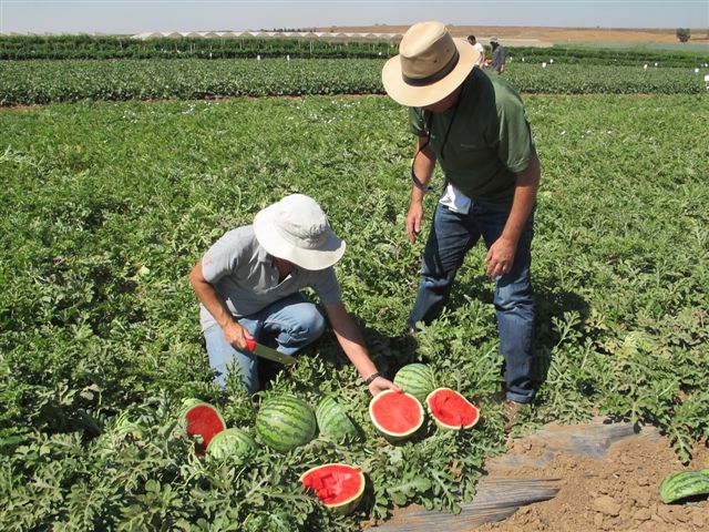 Marca de Confirmação