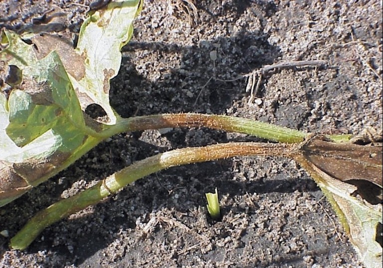 Exemplo de problema em melancia