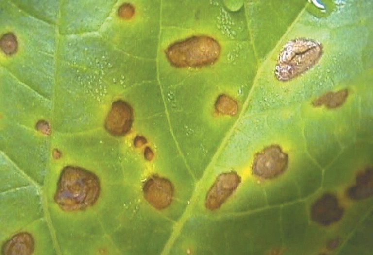 Exemplo de doença em melancia