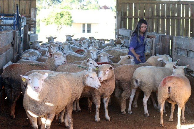 Produtor rural com rebanho
