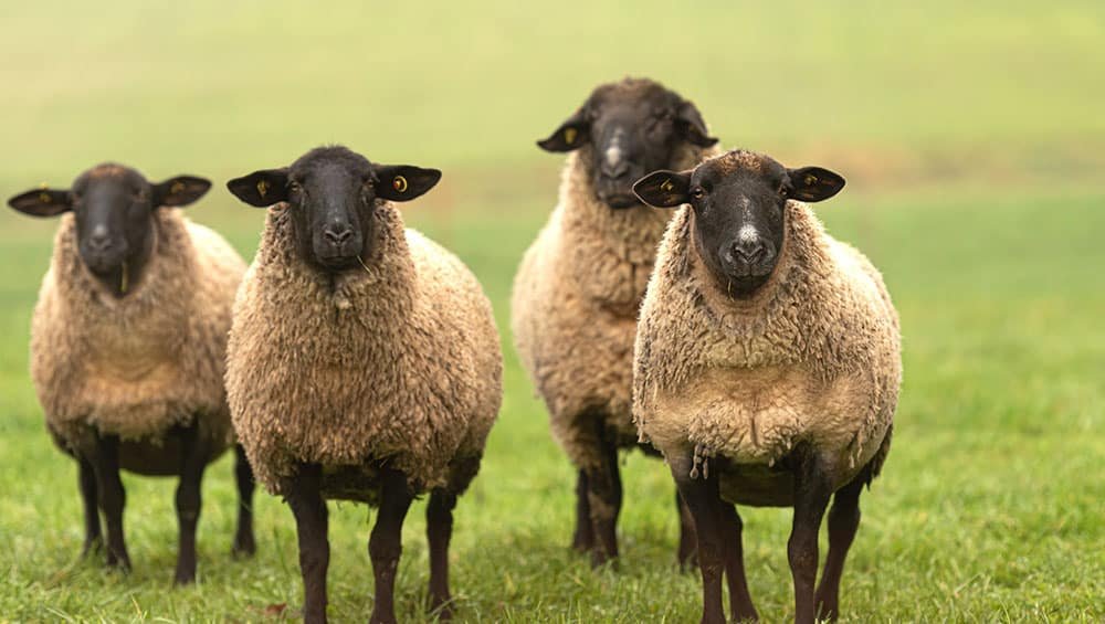 Ovinos no campo