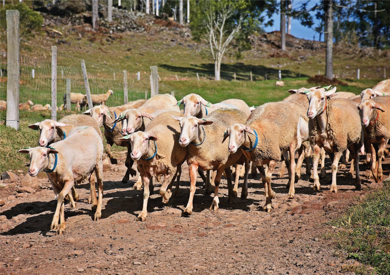 Produtor rural com rebanho