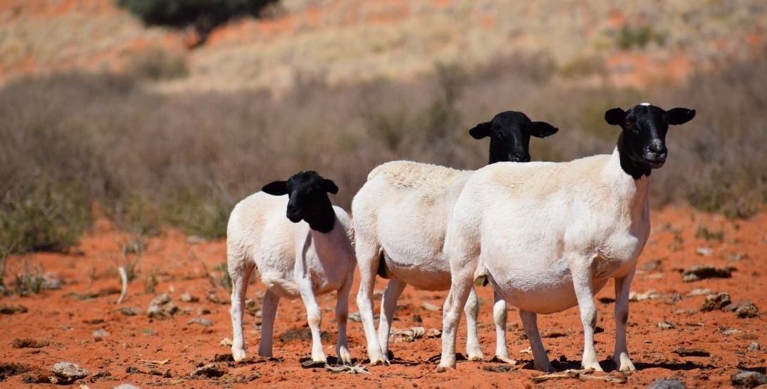 Rebanho ovino no campo